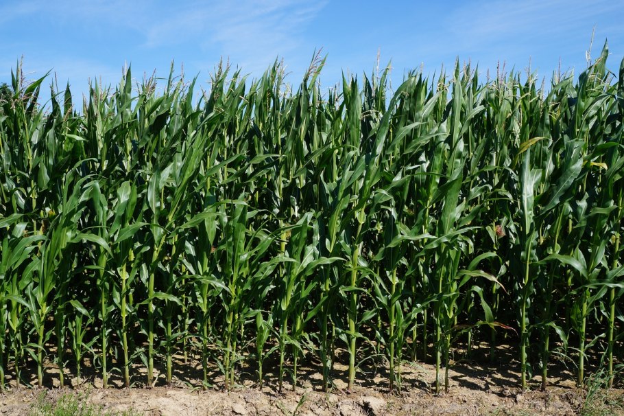 Куст кукурузы