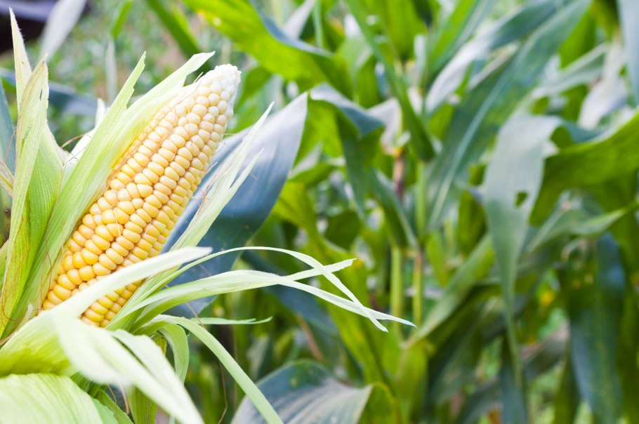 Кукуруза царица Аэлита