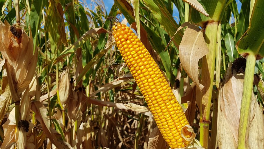 НЕОМИКС кукуруза