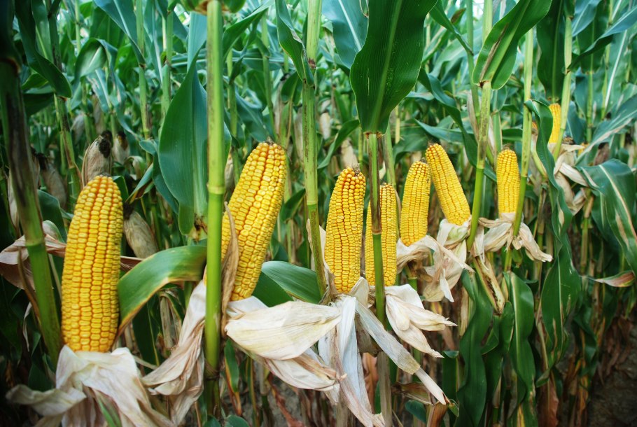 Пшеница и кукуруза