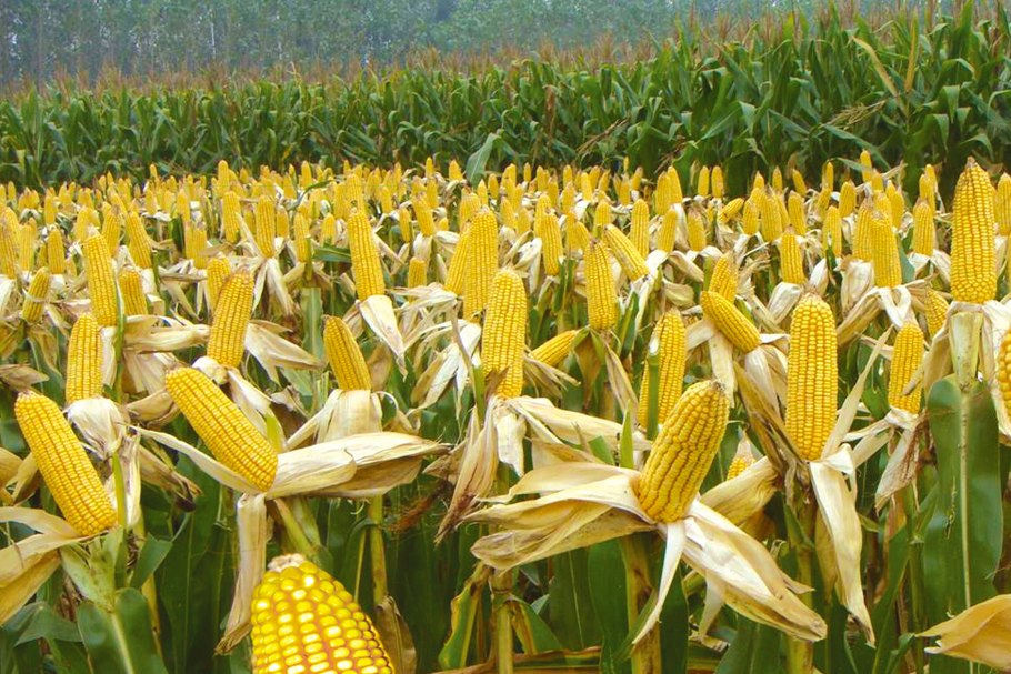 Map of the cultivation of Maize in Germany