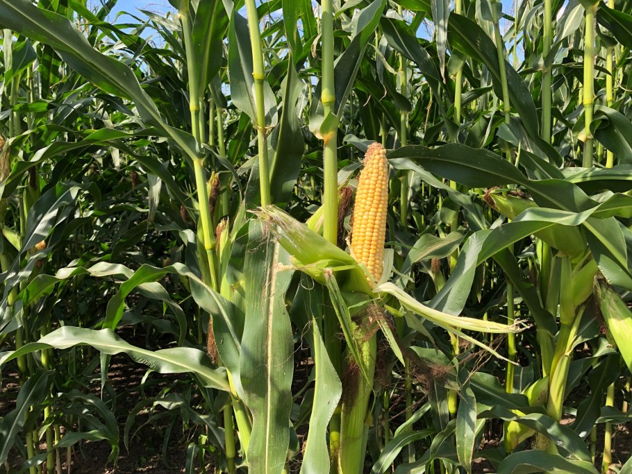 Кукуруза Айова