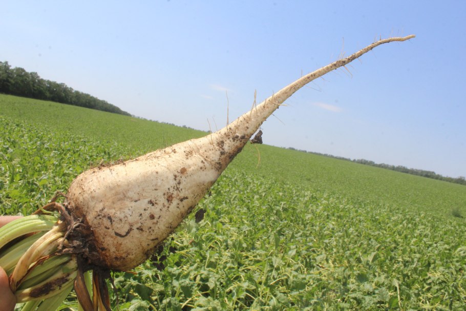 Сахарная свекла Щелково Агрохим