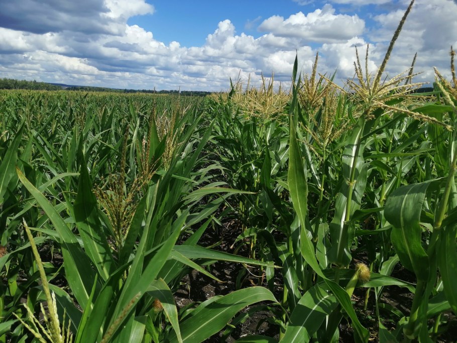 Кукуруза сельскохозяйственная культура