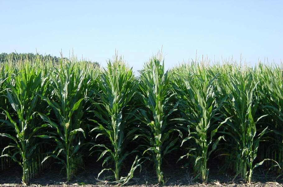 Кукурузные стебли