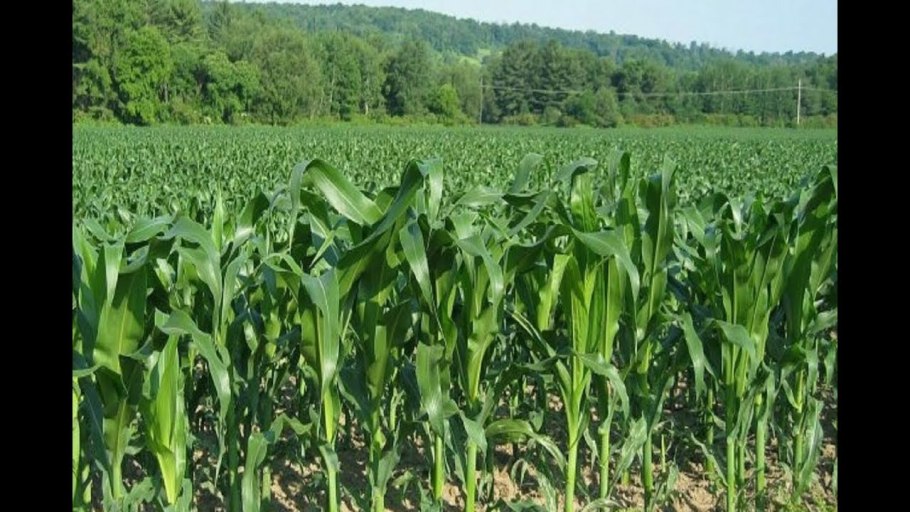 Кукурузные поля в Венгрии