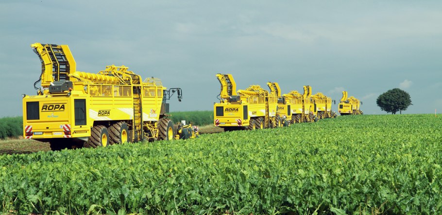 Куст кукурузы