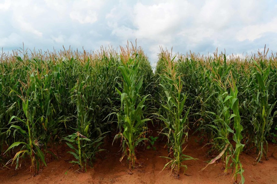 Силосование кукурузы с карбамидом