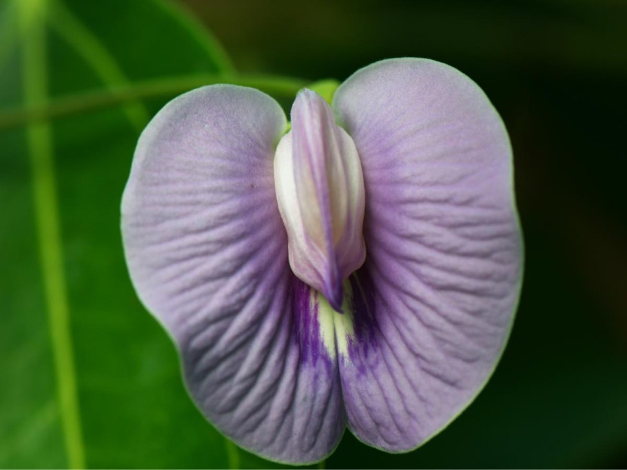 Клитория тройчатая