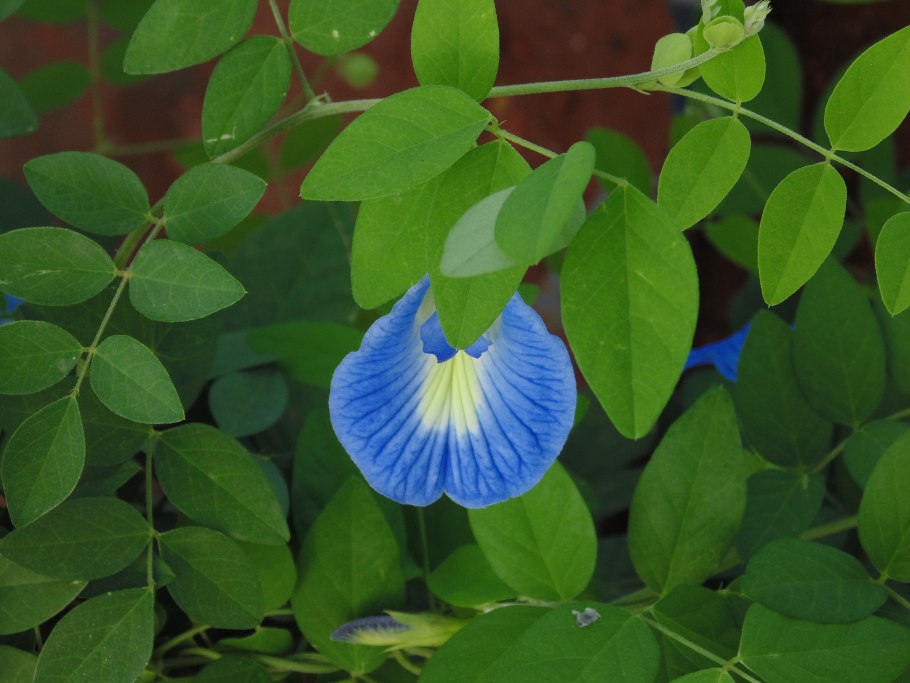 Клитория тройчатая Легенда