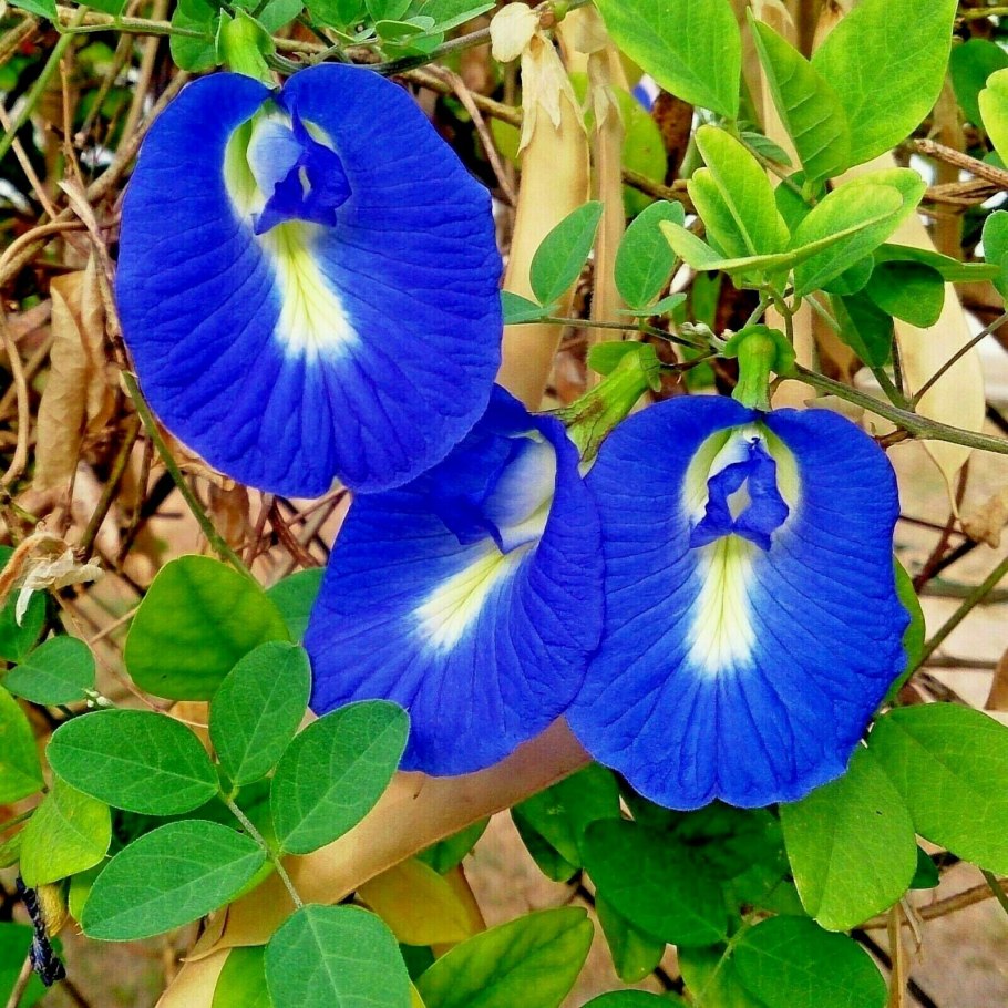 Клитория тройчатая