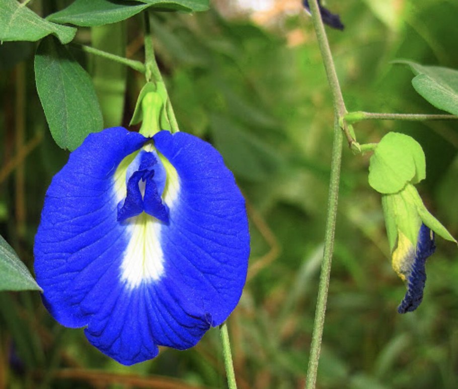 Клитория тройчатая Легенда