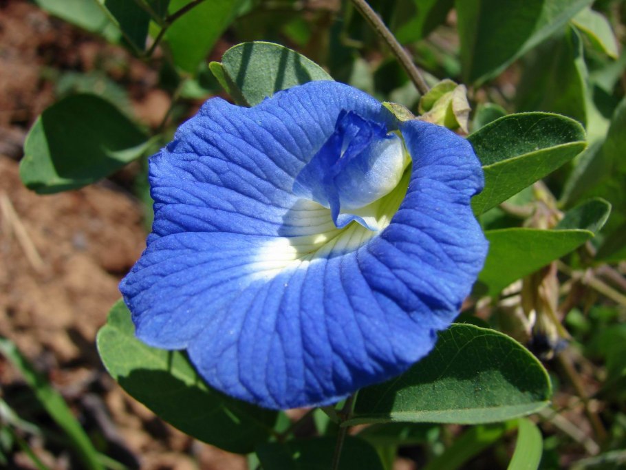 Клитория тройчатая