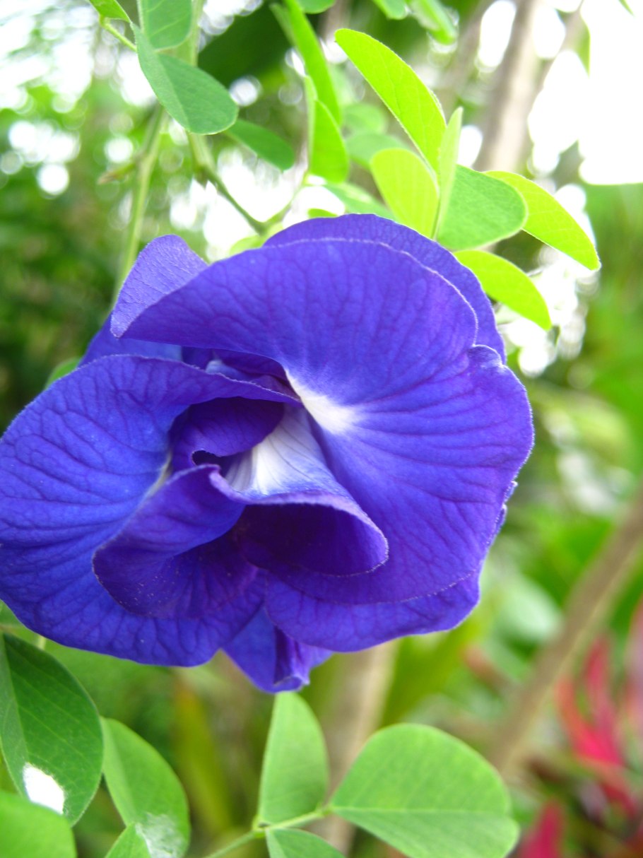 Клитория тройчатая легенда