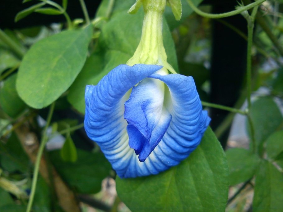 Лиана клитория