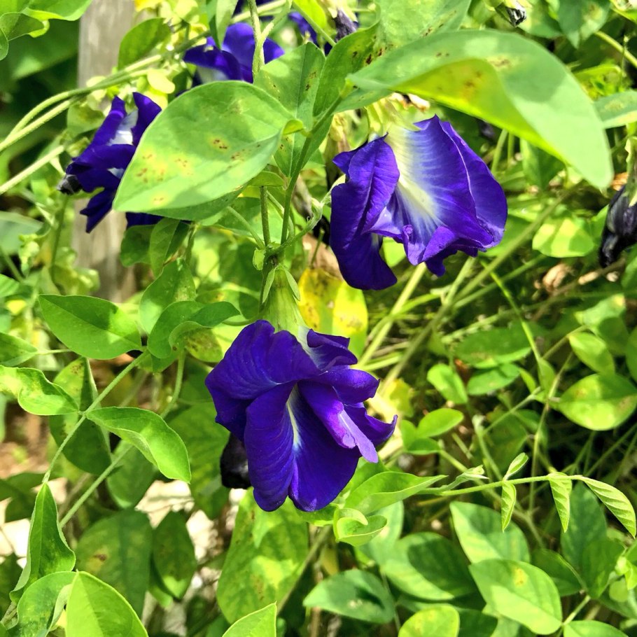 Клитория тройчатая Орхидея