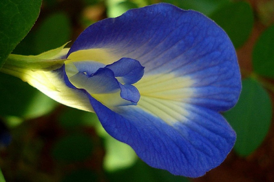 Клитория тройчатая Орхидея