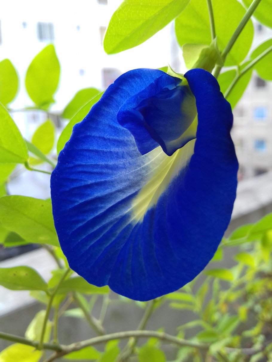 Цветок клитория тройчатая