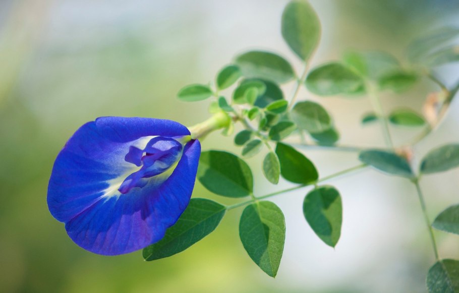 Клитория тройчатая легенда