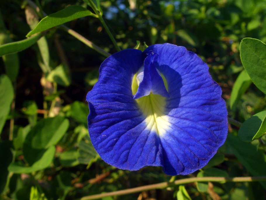 Клитория тройчатая Легенда