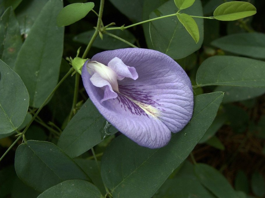 Клитория тройчатая