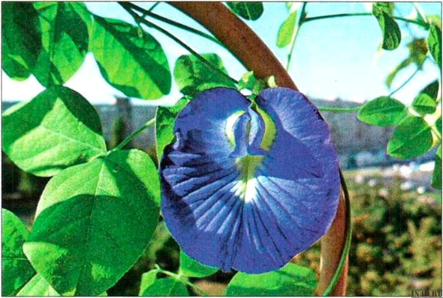 Клитория мотыльковый горошек