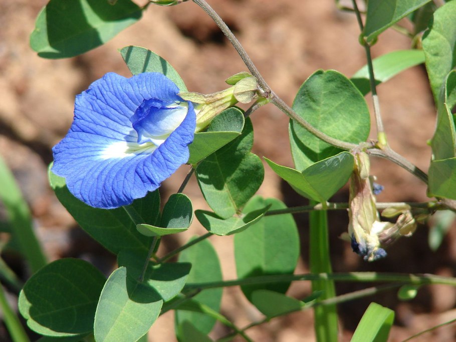 Clitoria ternatea