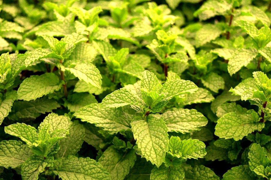Мята душистая