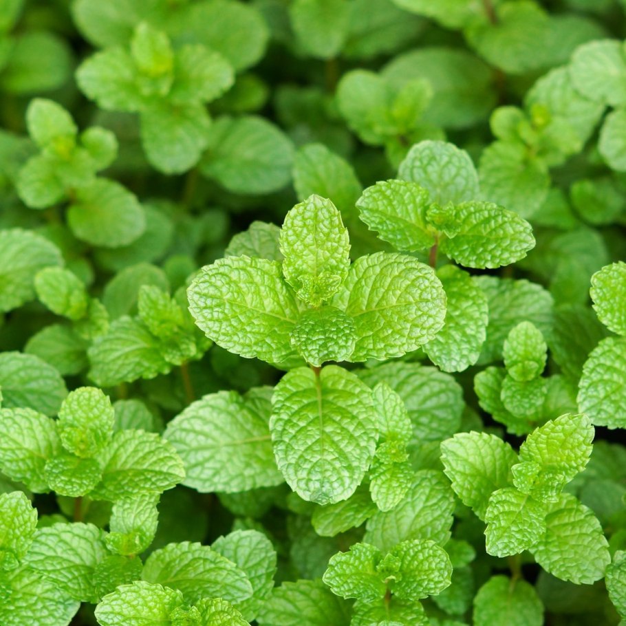 Мята швейцарская Swiss