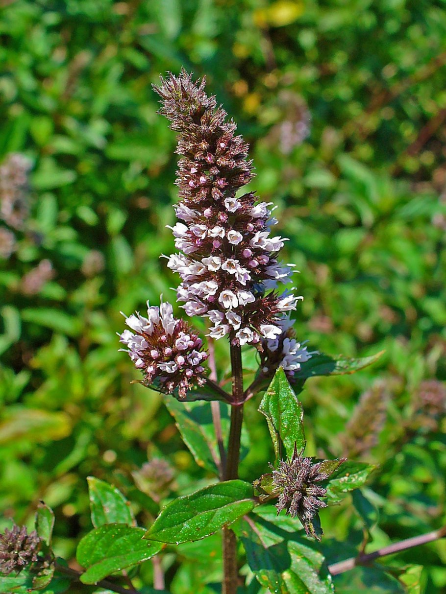 Mentha ×verticillata