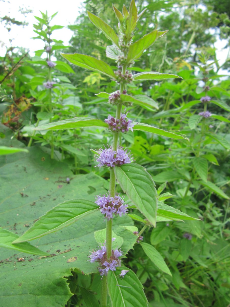 Мята перечная Пепперминт