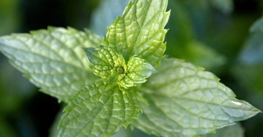 Mentha piperita (Peppermint) Leaf extract