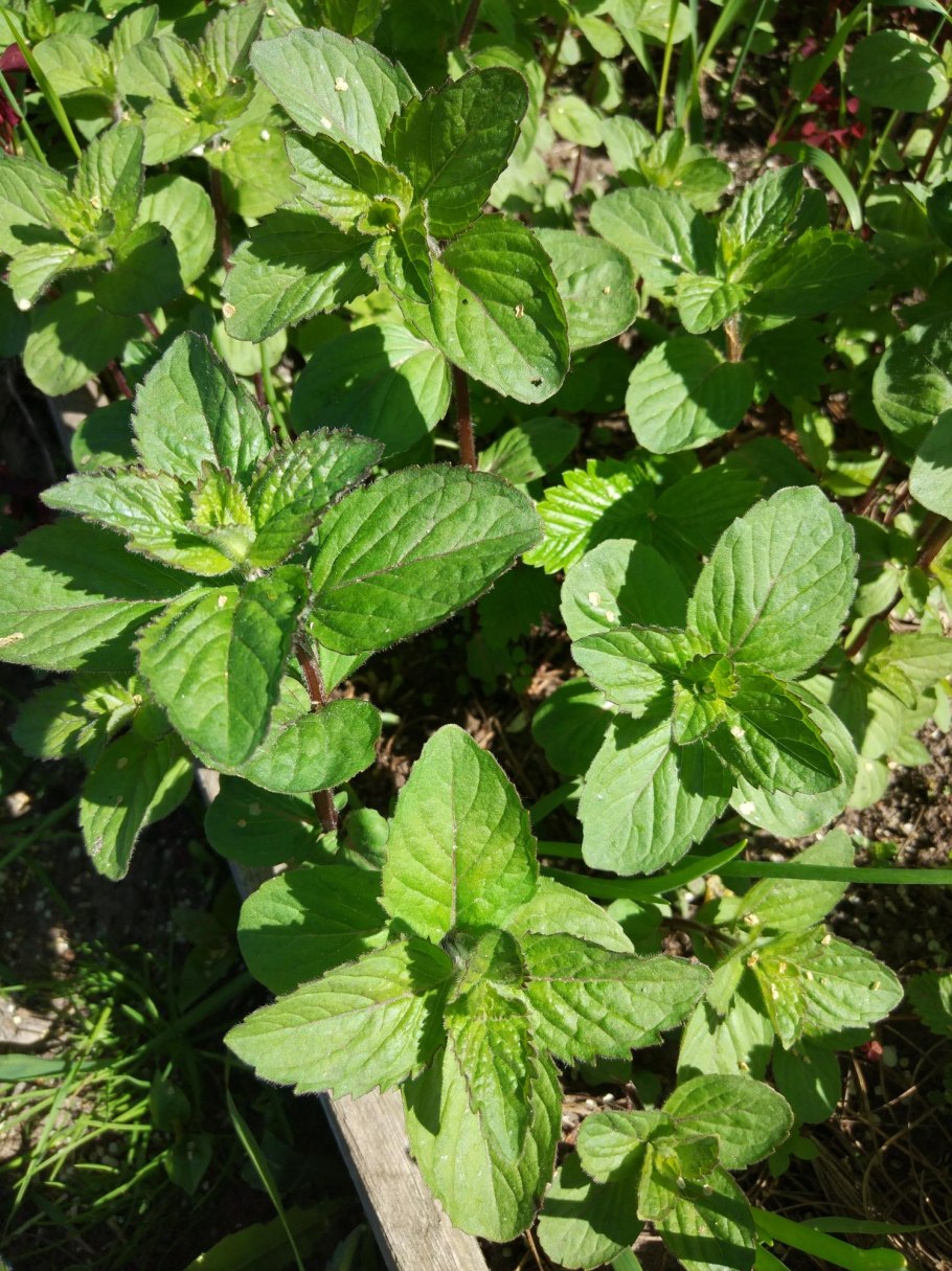 Колосистая мята