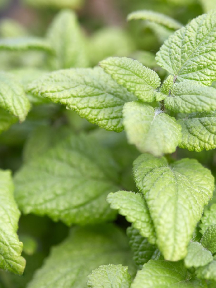 Мята имбирная ( Mentha )