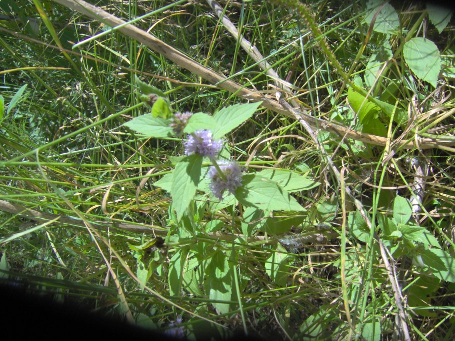 Mentha canadensis
