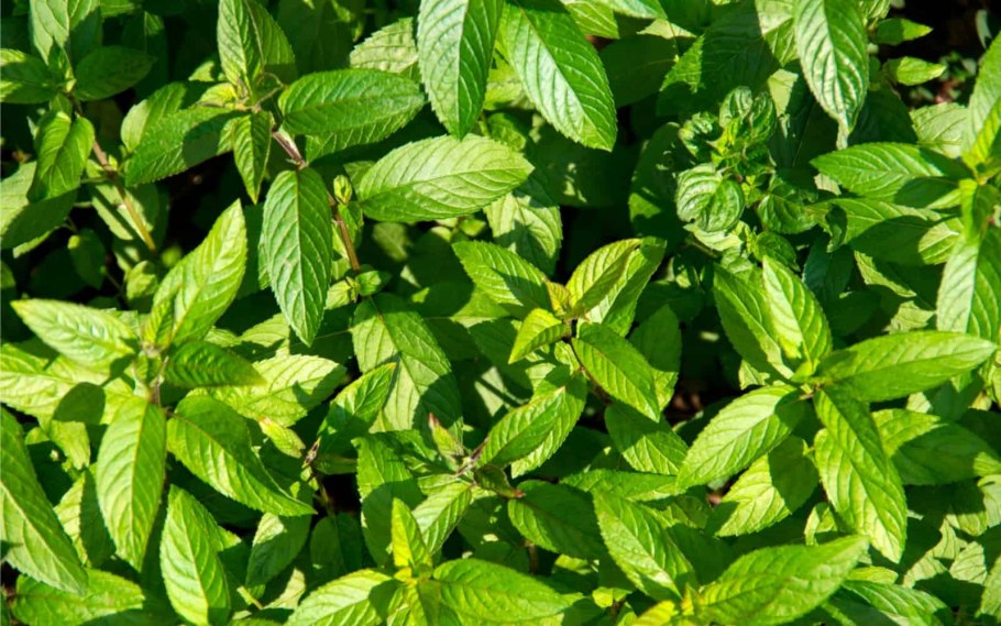 Мята перечная mentha piperita