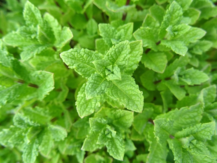 Mentha spicata мята колосистая