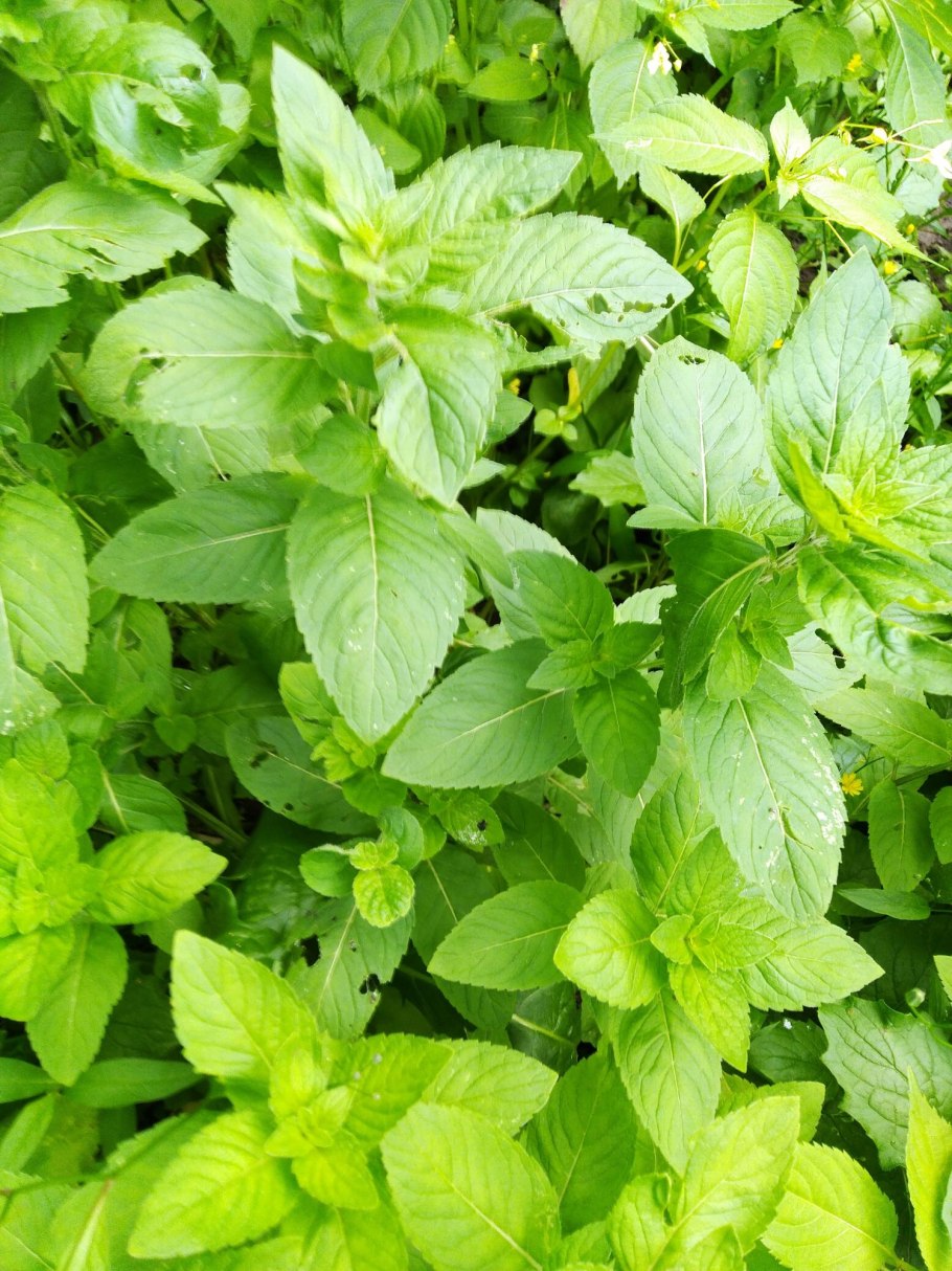 Растение мята