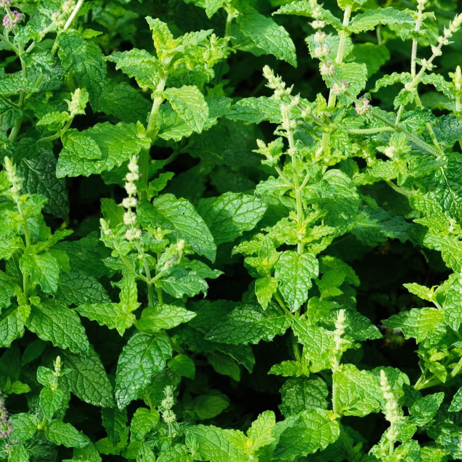 Мята перечная Пепперминт