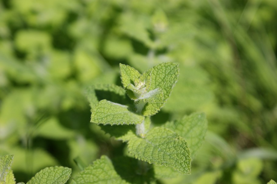 Мята Полевая (Méntha arvénsis)