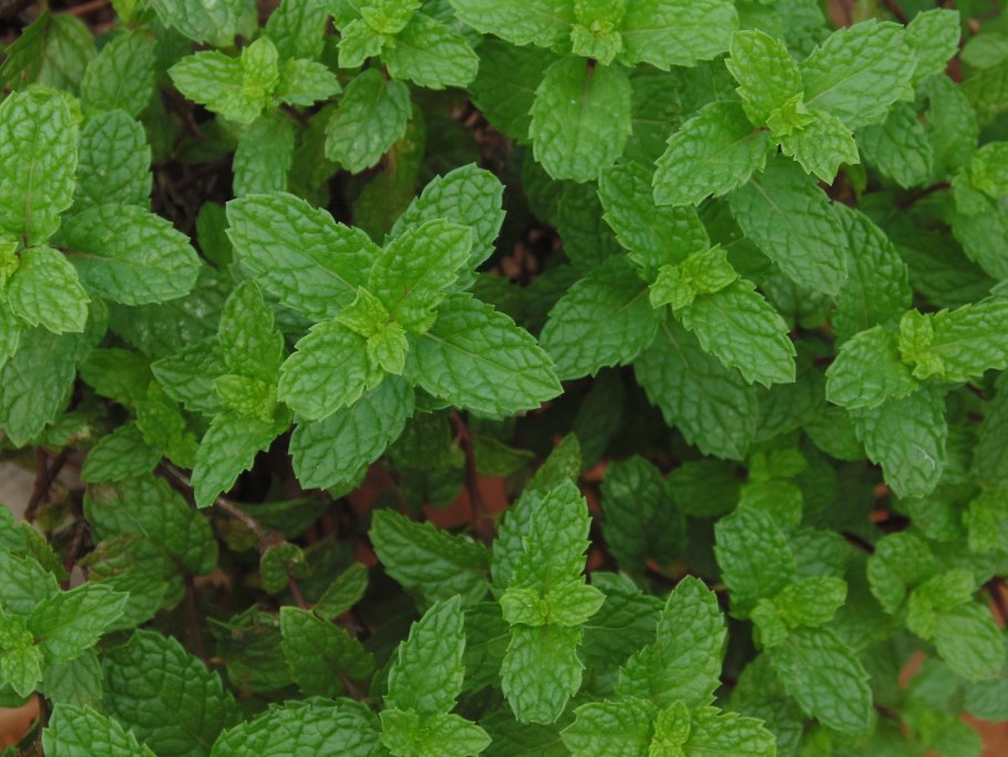 Листья мяты перечной ГФ