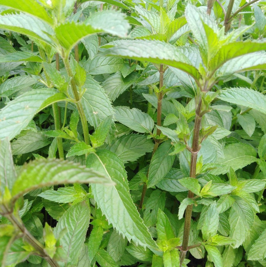 Мята перечная Марьинская Семко