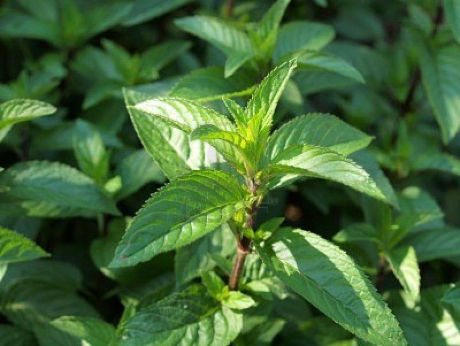 Мята перечная mentha piperita