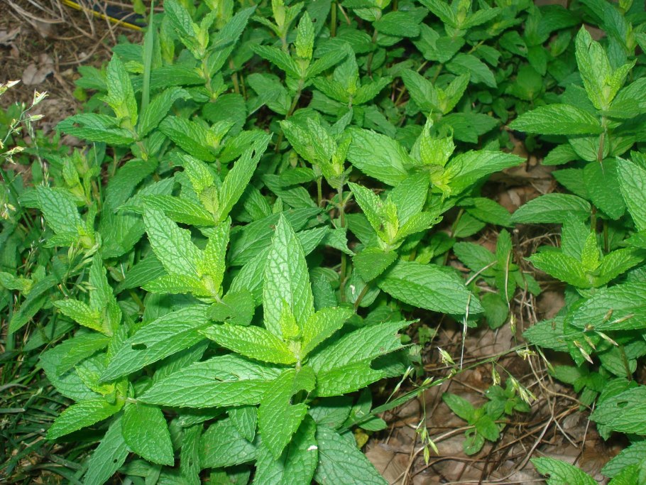 Мята перечная (Mentha piperita)
