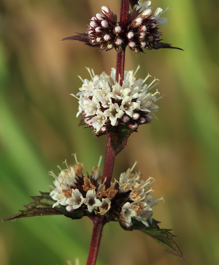 Mentha canadensis
