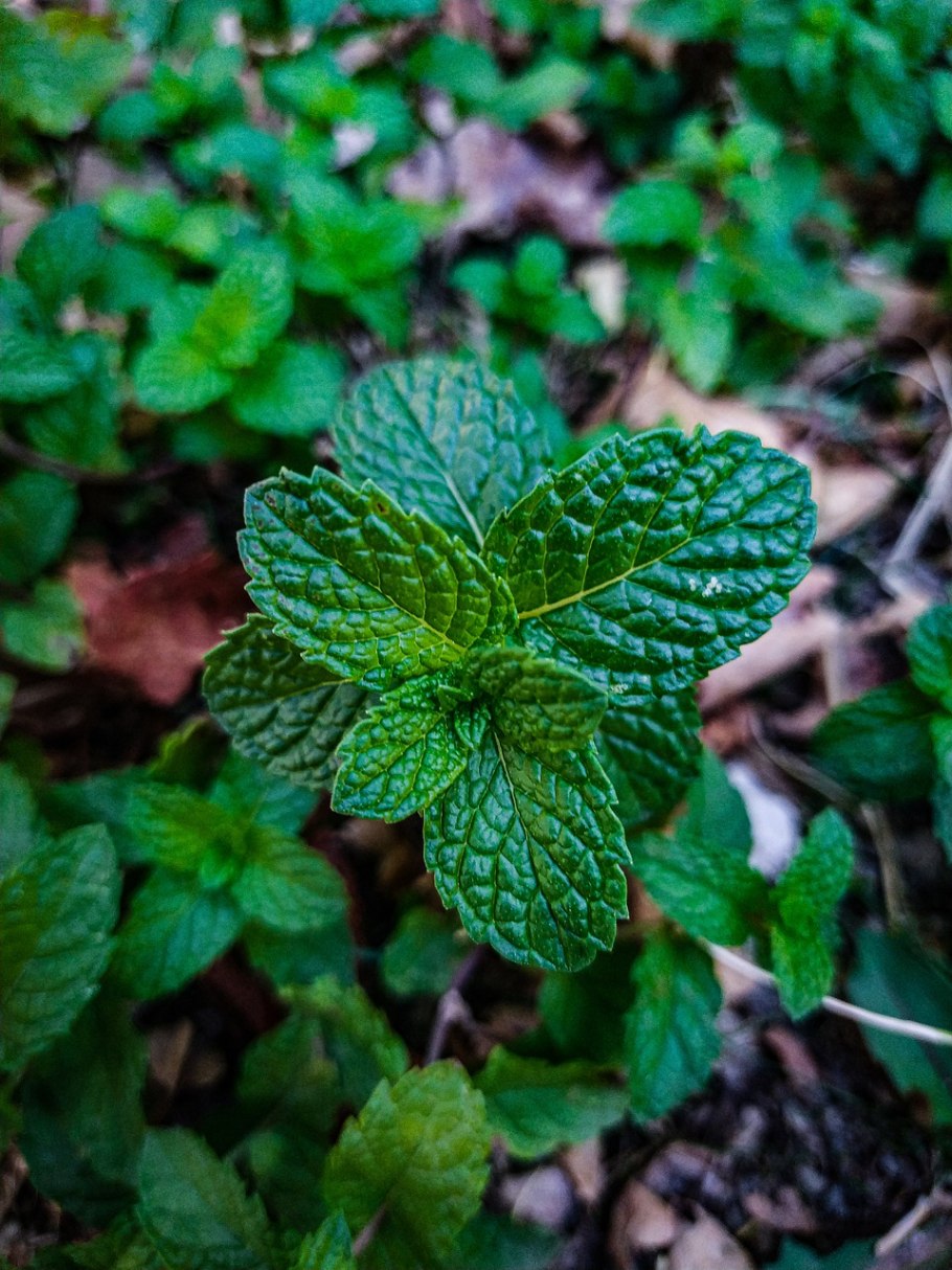 Мята марокканиш минце