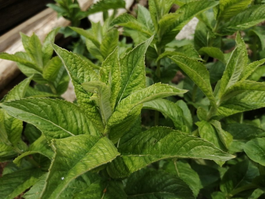 Турецкая мята