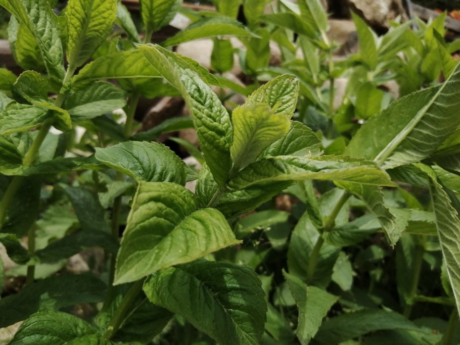 Мята остролистная