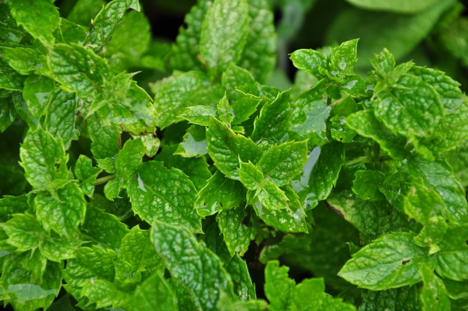 Мята земляничная ( mentha species erdbeerminze)