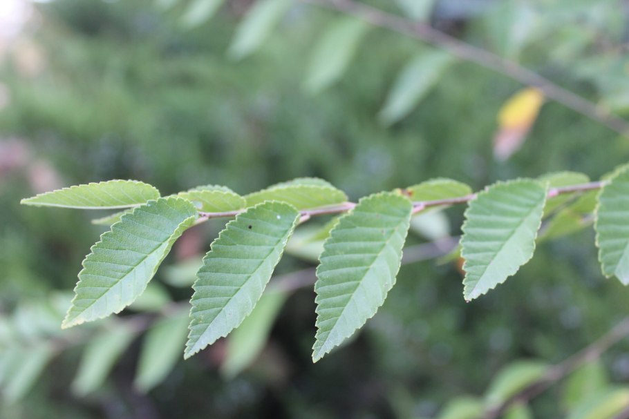 Вяз Ильм карагач